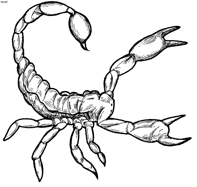 scorpions to draw Colouring Pages