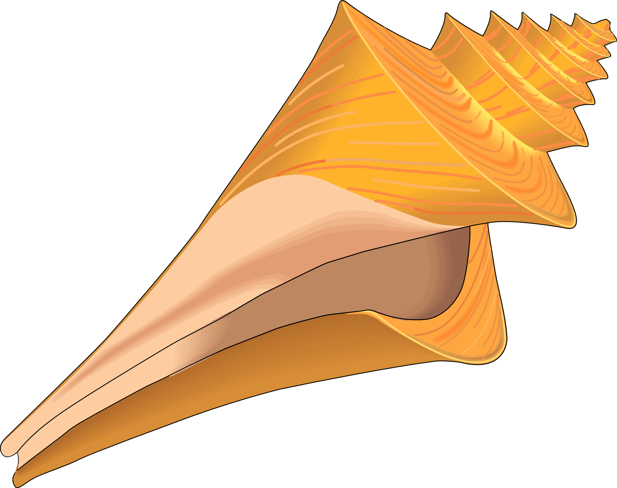 Sea Shell Vector - ClipArt Best