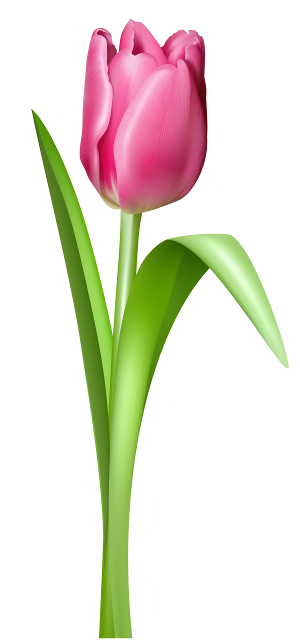 Free clip art flowers tulips free tulip clipart free clipart tulip ...