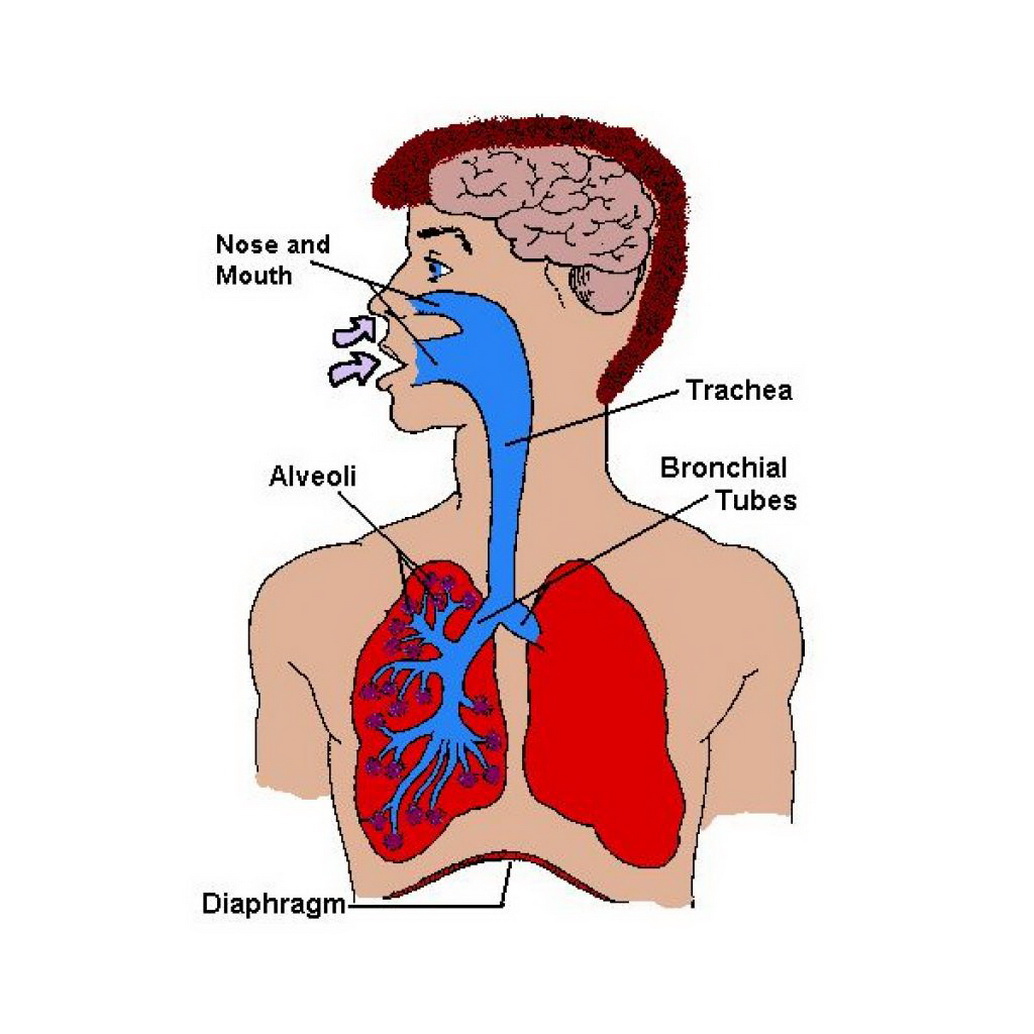 position of internal body organs | GetHumanAnatomy.com