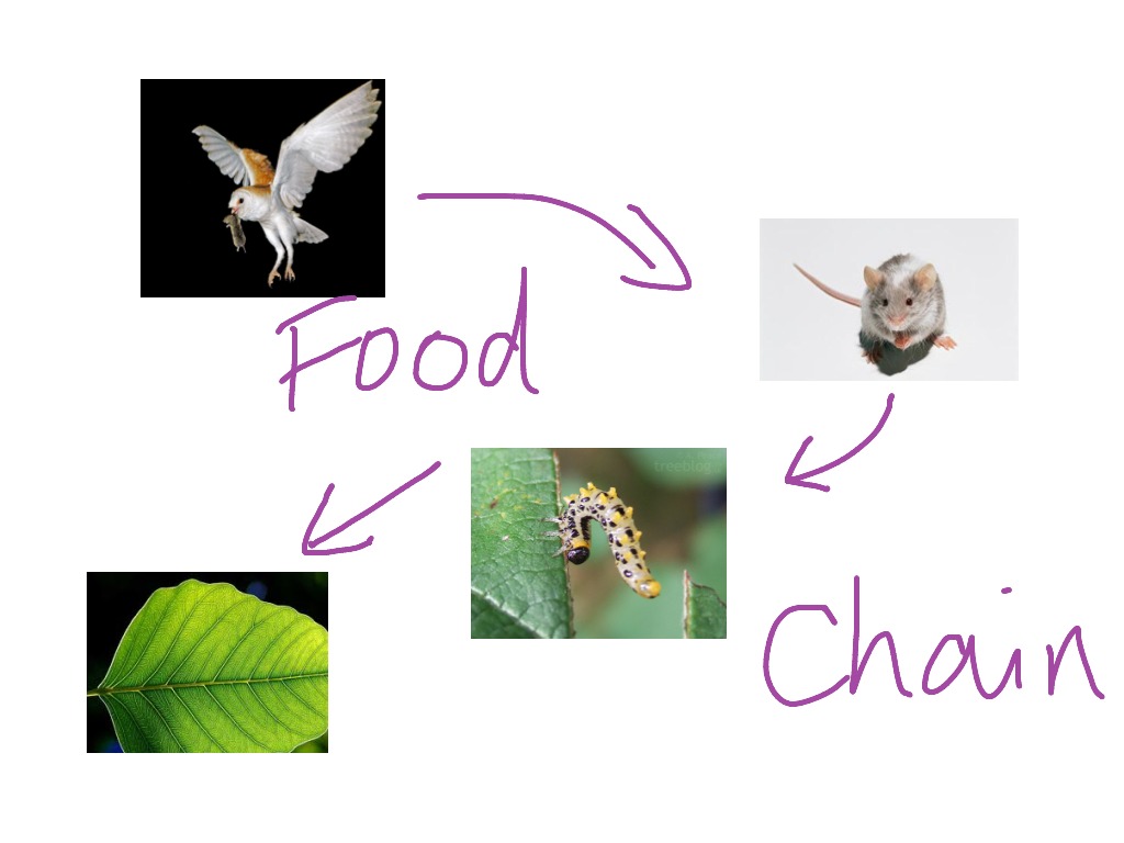Food Chains | Biology, Plants, Science, Animals, Food Chain | ShowMe