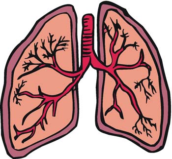 Respiratory System Facts - Science for Kids