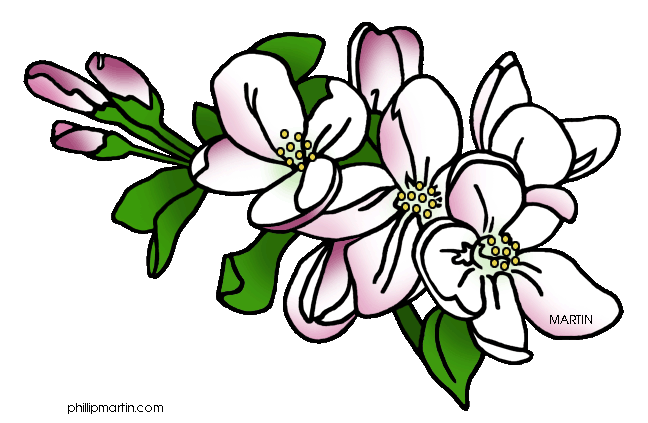 Apple blossom clip art