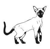 Cat Drawing for engraving