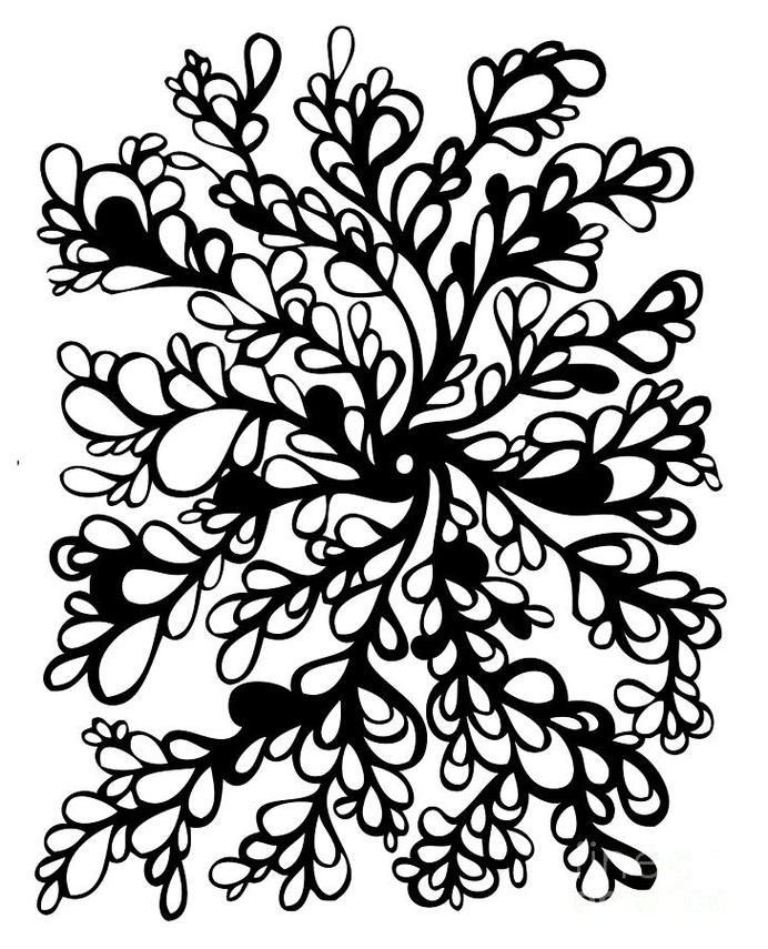 Flower Vine Drawings Clipart - Free to use Clip Art Resource