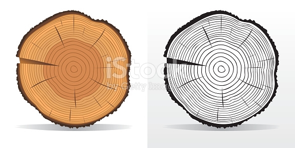 Tree Rings And Saw Cut Tree Trunk stock vector art 497901426 | iStock