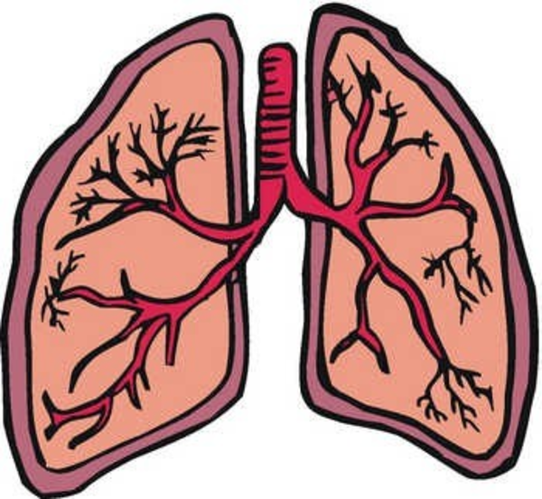 Lung Clipart | Free Download Clip Art | Free Clip Art | on Clipart ...