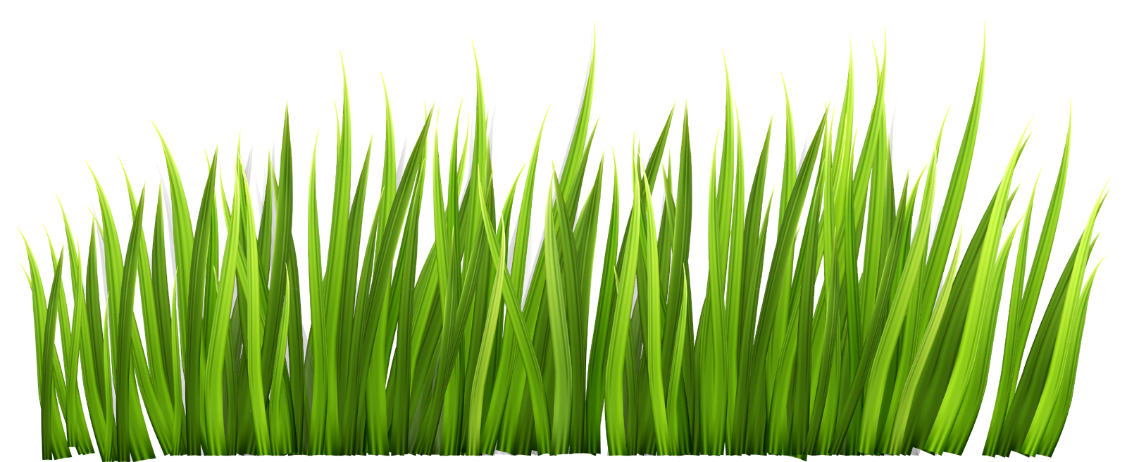 Grass clipart transparent
