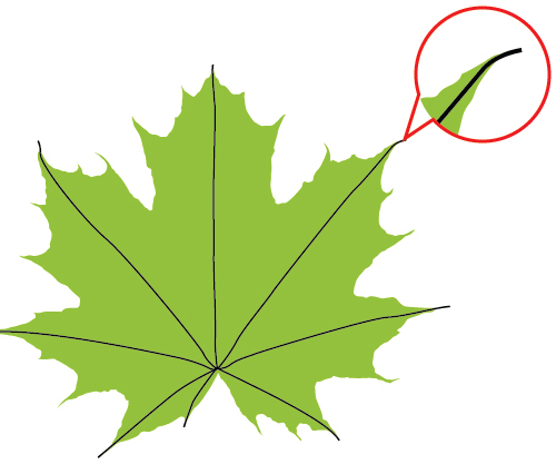 Tutorializing.com - Code -> Illustrator -> How to Draw a Fall Leaf ...