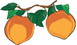 Peaches Clipart Image - Realistic color drawing of peaches hanging ...