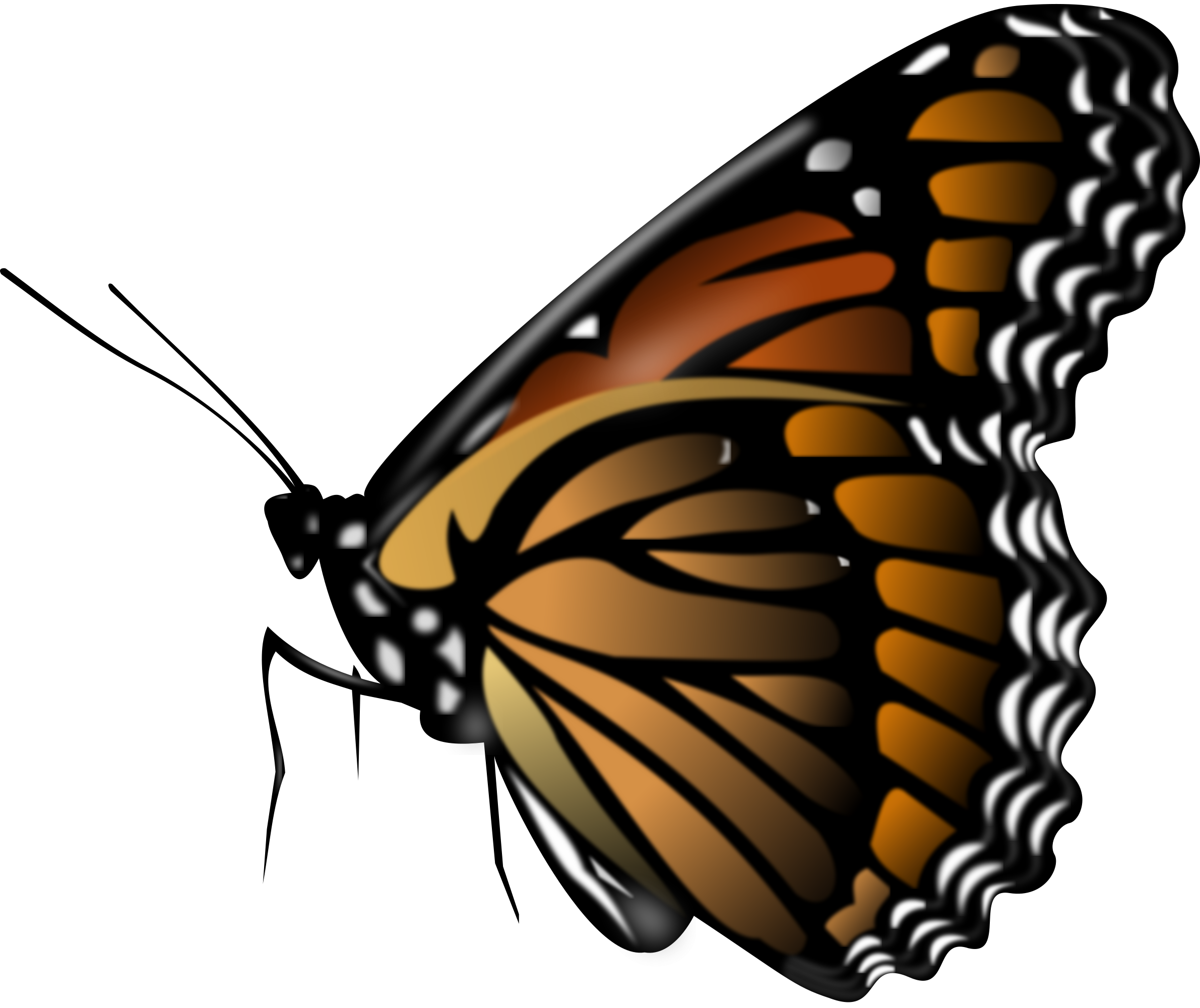 Butterfly PNG image, free picture download