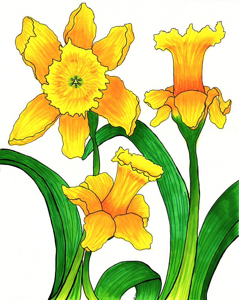 clipart daffodils images - photo #41