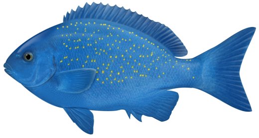 blue fish clipart free 1