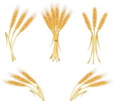 Wheat Free vector for free download about (232) Free vector in ai ...