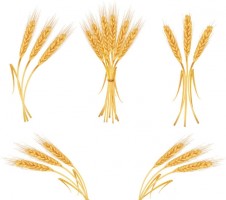 Wheat Vector Free Download - ClipArt Best