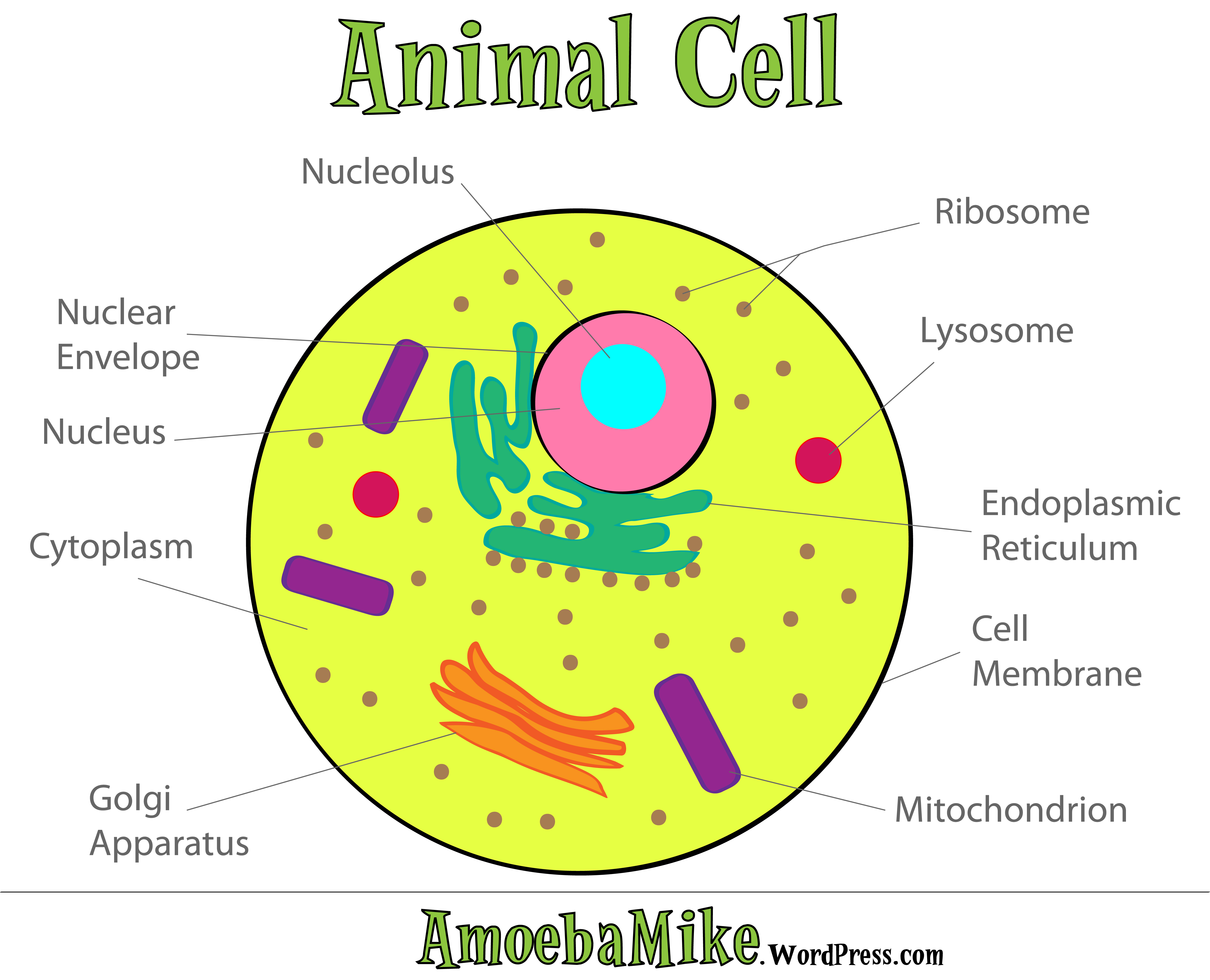 Simple Animal Cell Diagram For Kids ClipArt Best