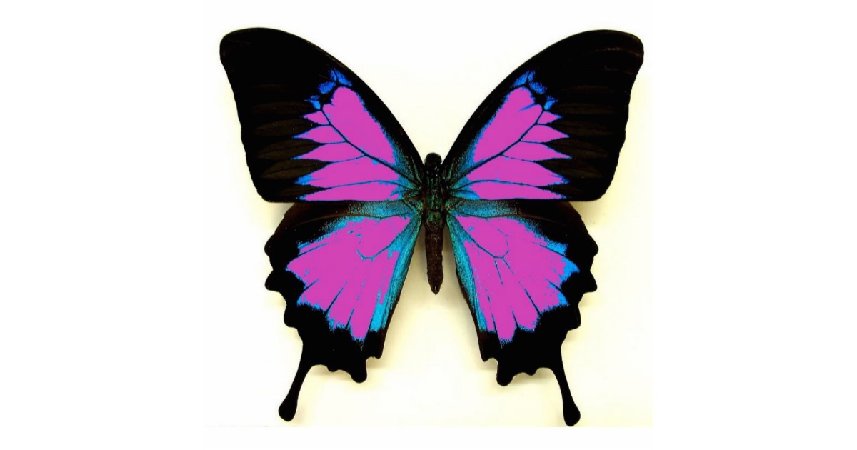 573 views Pink Black and Blue Butterfly For A Friend Statuette | Zazzle