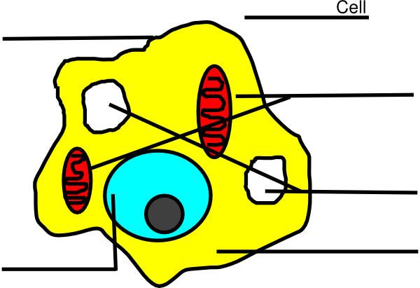 Basic Animal Cell Diagram Unlabeled clip art - vector clip art ...