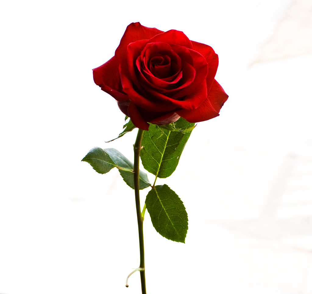 knumathise: Red Rose With Stem Images