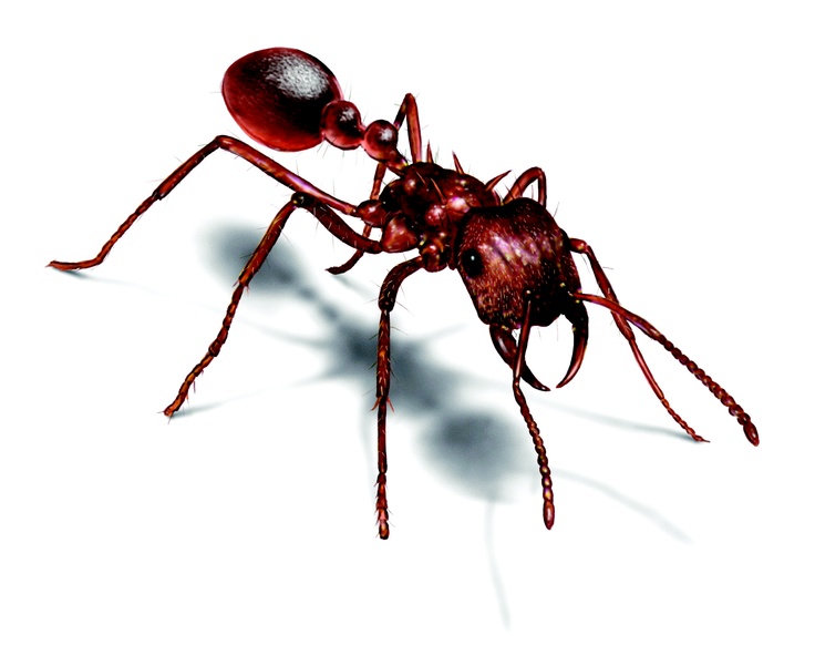 How Many Legs Do Ants Have