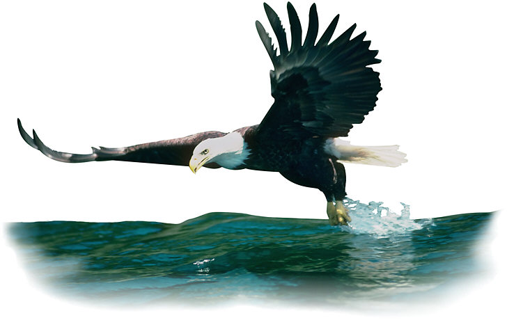 eagle soaring | The Zone Magazine