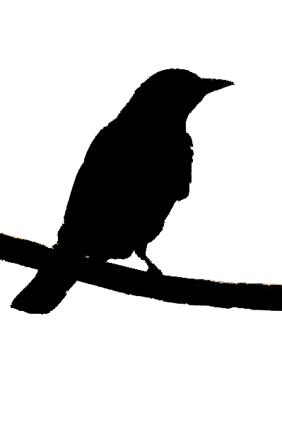 Spanish bird silhouettes » Birding In Spain Blog