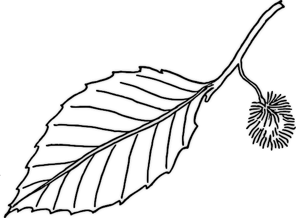 Leaves coloring pages, preschool and kindergarten plant leaves ...
