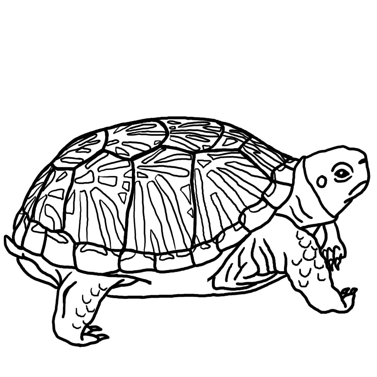 Black And White Drawing Of A Sea Turtle To Print, Free - ClipArt Best