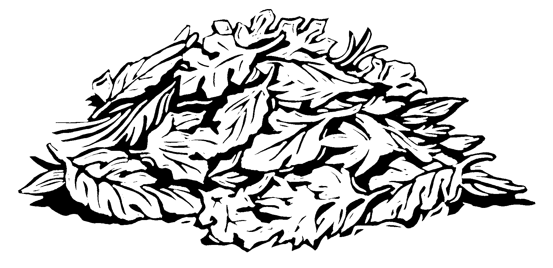 Line drawings of leaves.