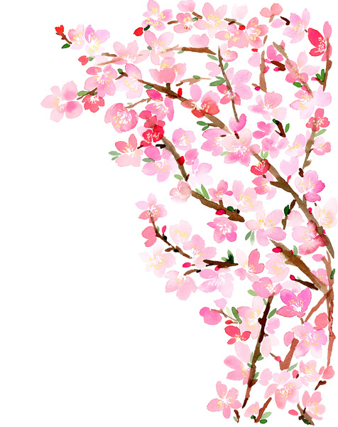 1000+ images about Cherry blossoms