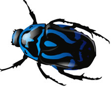Insects | Clip Art | Program Support Materials (Teachers ...