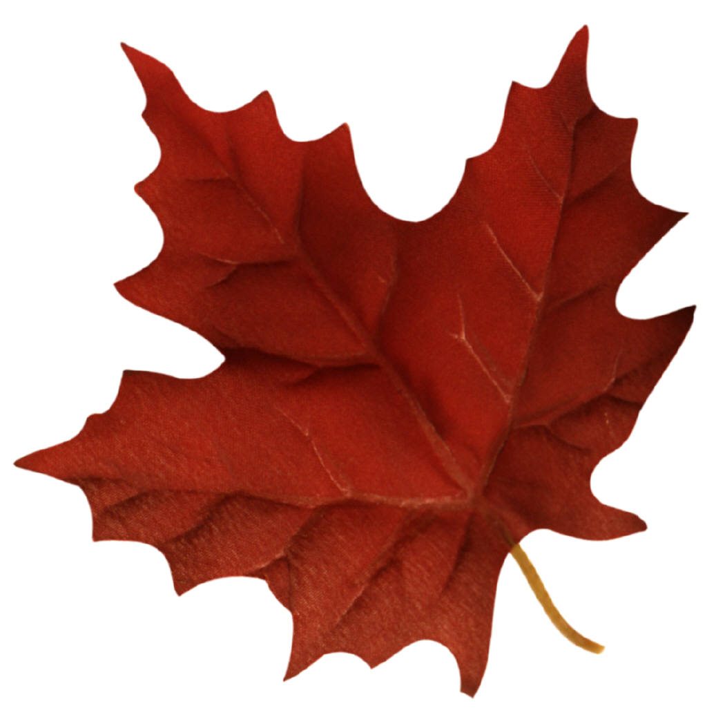 Maple leaf clipart no background