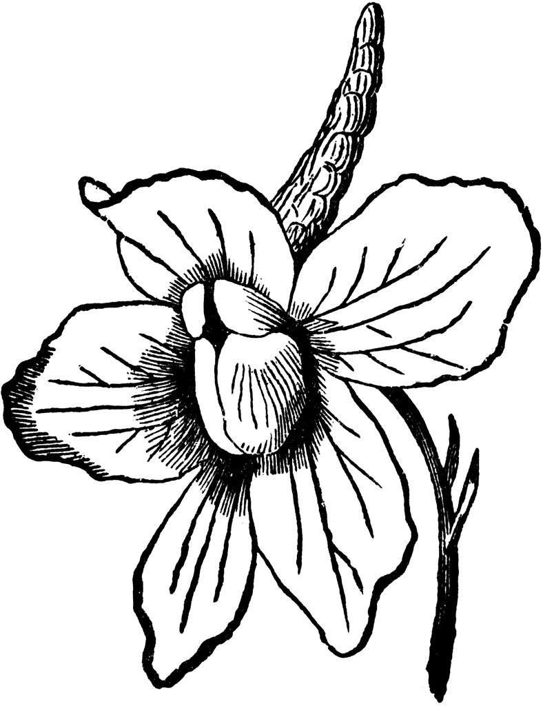 Larkspur Flower Tattoo