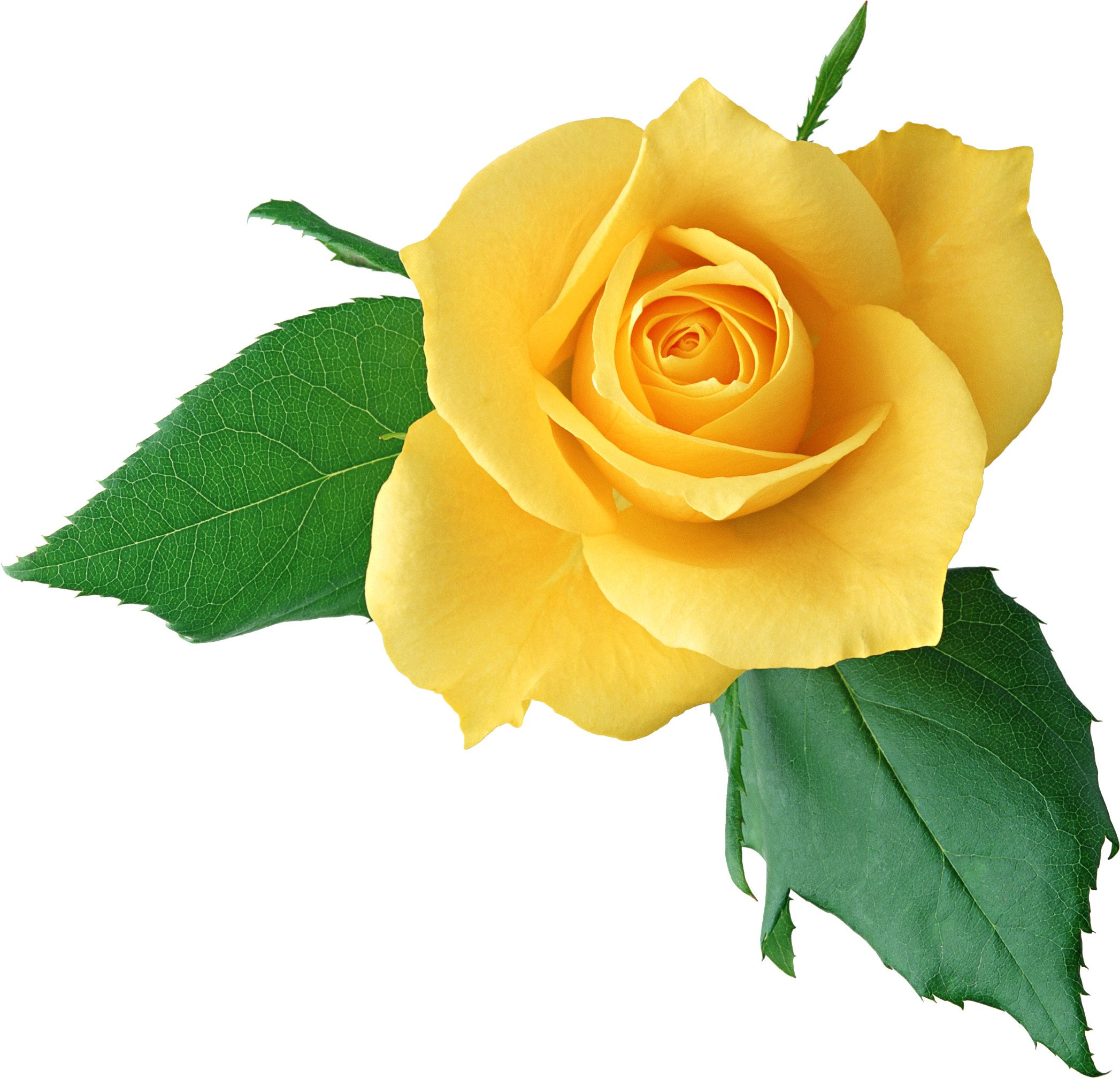 clipart yellow roses free - photo #17