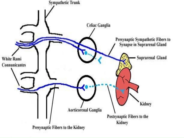 autonomic nervous system Ppt - ClipArt Best - ClipArt Best