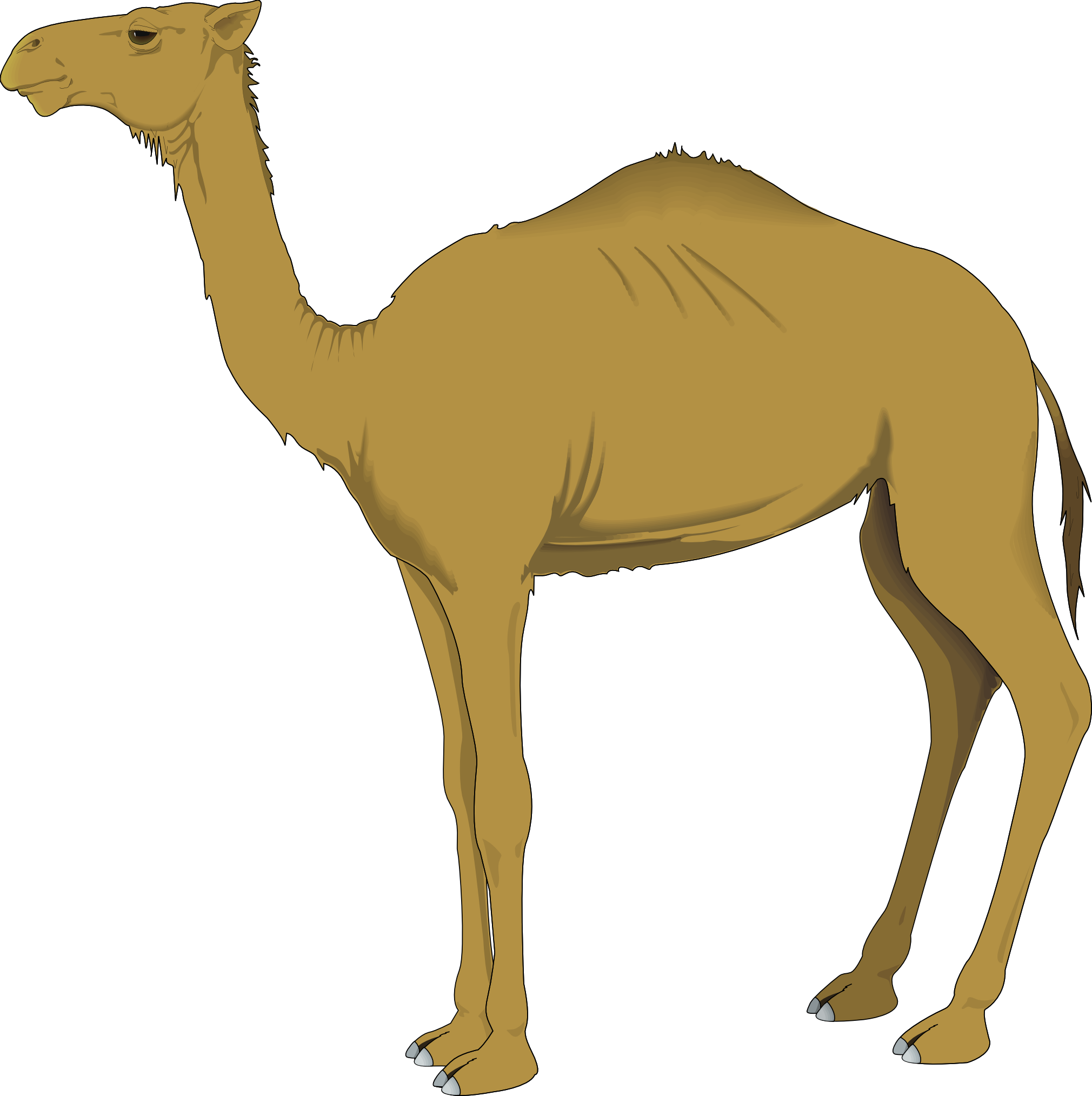 Camel Images | Free Download Clip Art | Free Clip Art | on Clipart ...