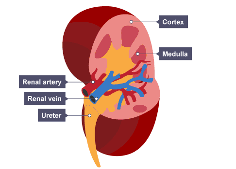 Red Blood Cell Diagram Labeled Bbc Bitesize - Juanribon.com