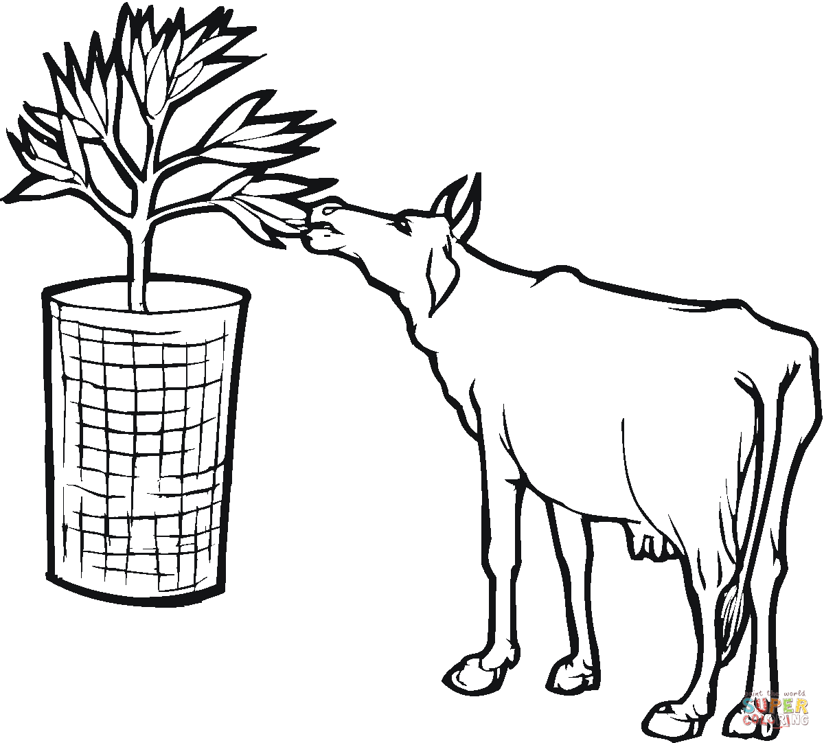 Baby cow coloring page | Free Printable Coloring Pages