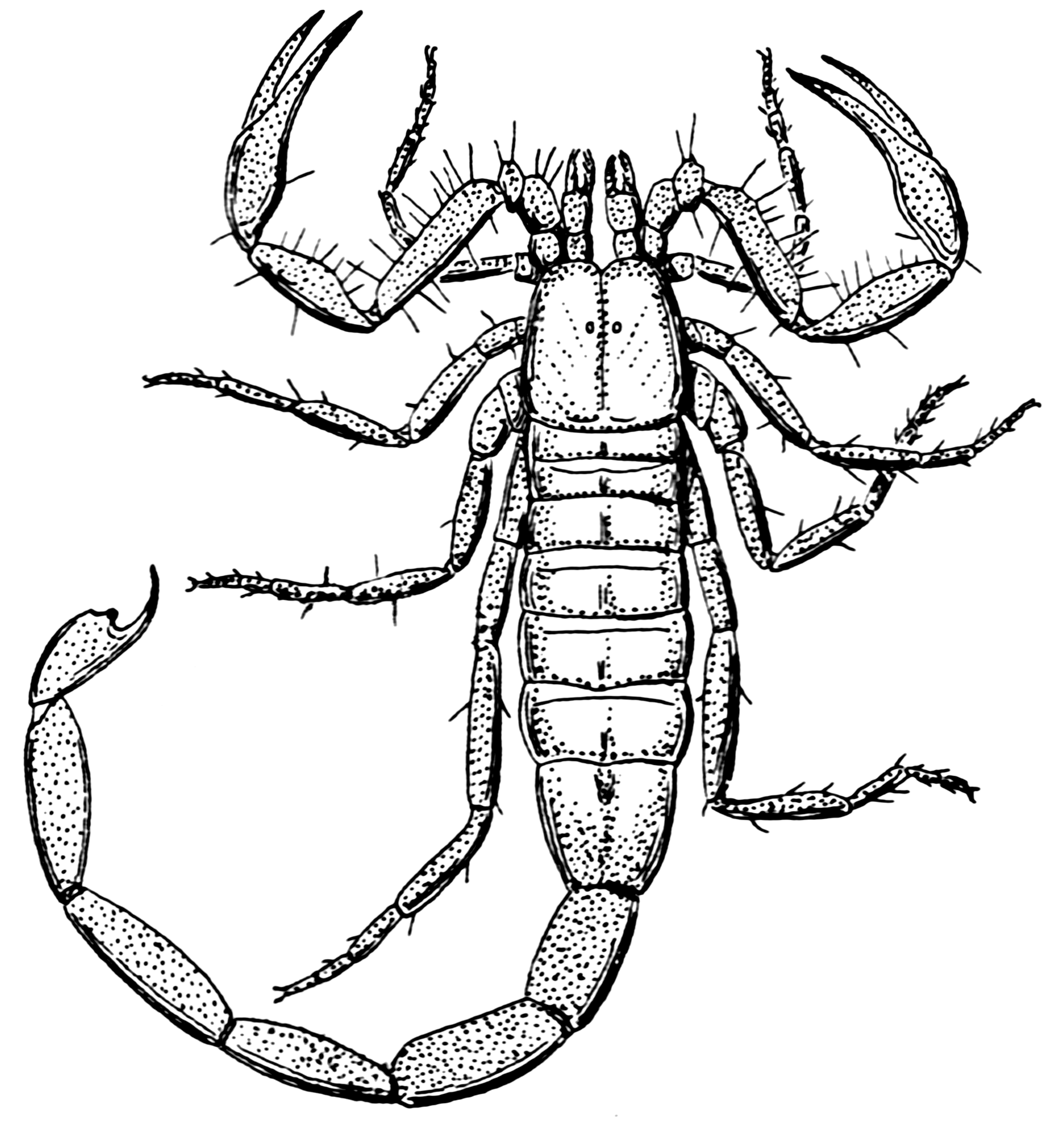 Scorpion (PSF).png