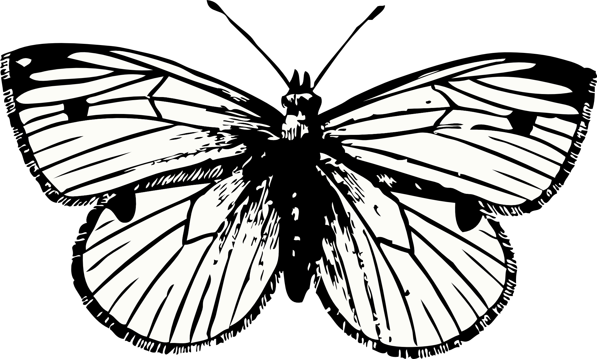 cabbage moth black white line art tatoo tattoo SVG
