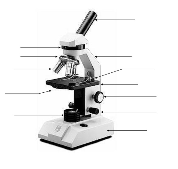 Collection of Microscope Labeling Worksheet - Bloggakuten