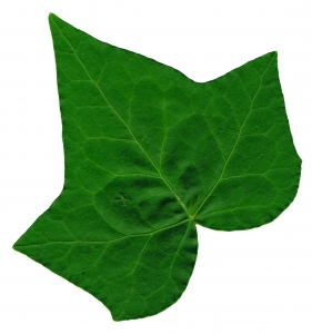 Ivy Leaf Clip Art - Tumundografico
