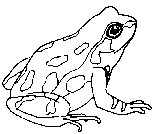 Cute Frog Clip Art Black And White - Free Clipart ...