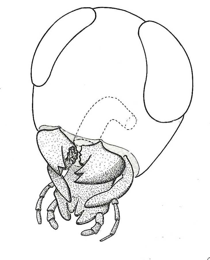 Biological drawings. Head of cockroach to show mouthparts. Insects ...