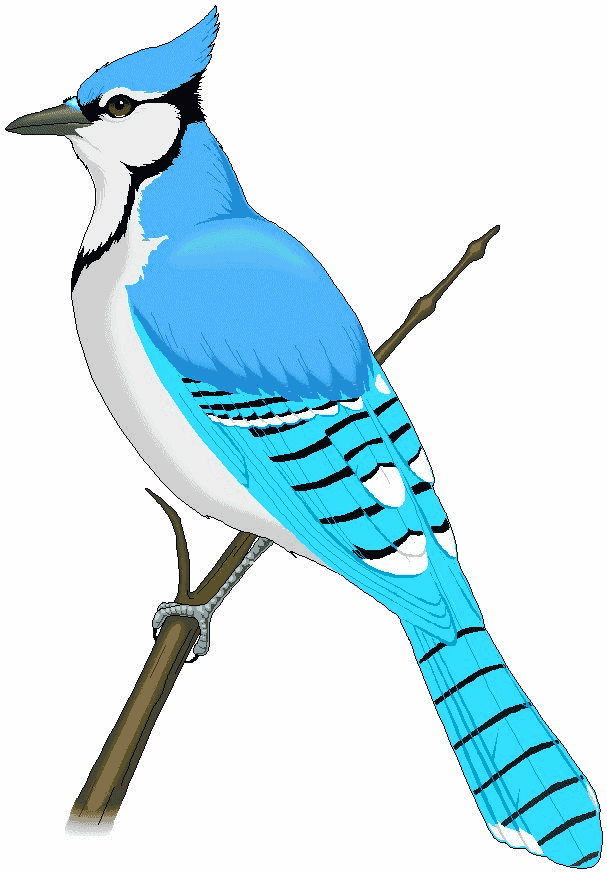 blue jay clip art 9 607x873 - Free Clipart Images