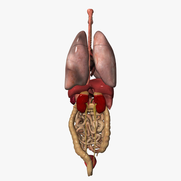 3d human internal organs model