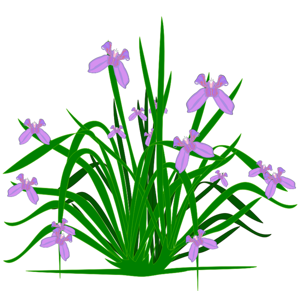 Free Iris Plant Clip Art