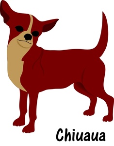little_red_or_brown_chihuahua_ ...