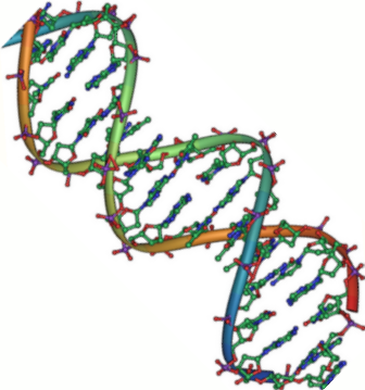 DNA vs. RNA: Why is the Double-Helix of DNA Superior?