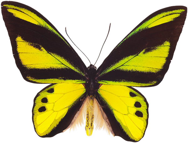 butterfly clipart photoshop - photo #17